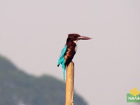 White-throated Kingfisher