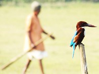 Old man and White-throated Kingfisher