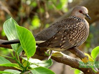 Spotted Dove