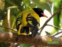 Black_Hooded Oriole