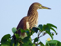 Indian Pond Heron