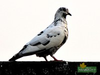 Pigeon