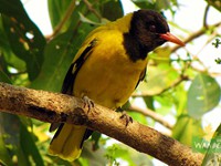 Black_Hooded Oriole