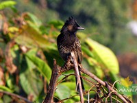 Red vented bulbul