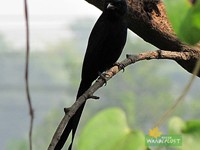 Black Drongo