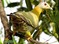 Yellow-footed Green Pigeon