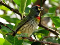 Coppersmith Barbet