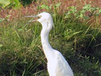 Little Egret