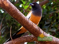 Rufous Treepie