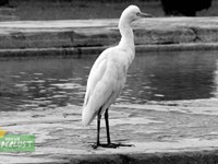 Cattle Egret