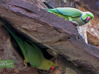 Rose-ringed Parakeet