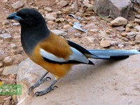 Rufous Treepie