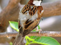 House Sparrow