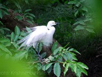 Intermediate Egret breeding morph