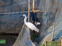 Little Egret