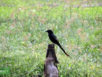 Black Drongo