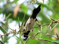 Black-headed Munia