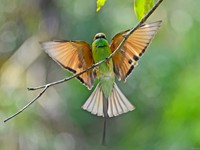 Green Bee-eater