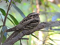 Large-tailed Nightjar