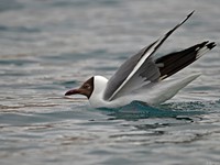 Brown-headed Gull