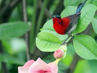 Crimson Sunbird