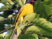 Black Crested Bulbul