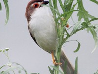 Yellow Eyed Babbler