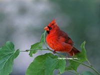 Red Cardinal