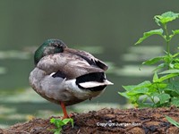 Mallard Duck