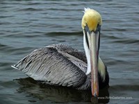 Pelican