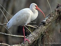 White Ibis