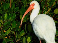 White Ibis