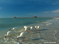 White Ibises