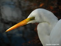 Great Egret