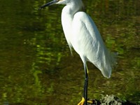 Snowy Egret