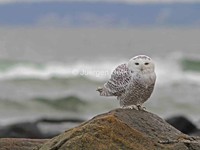 Snowy Owl