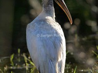 Wood Stork