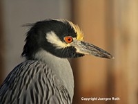 Yellow Crowned Night