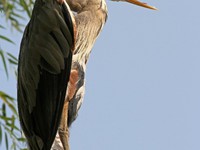 Great Blue Heron