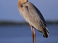 Great Blue Heron