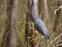 Tricolored Heron