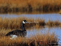 Canada Goose