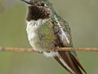 Hummingbird