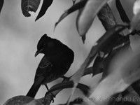 Red-vented Bulbul