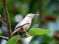 Chestnut-tailed Starling