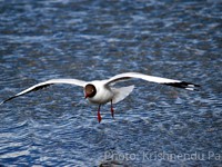 Brown-headed Gull