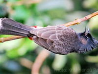 Red-vented Bulbul