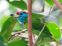 Blue-throated Barbet