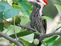 Black-rumped Flameback