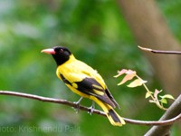 Black-hooded Oriole